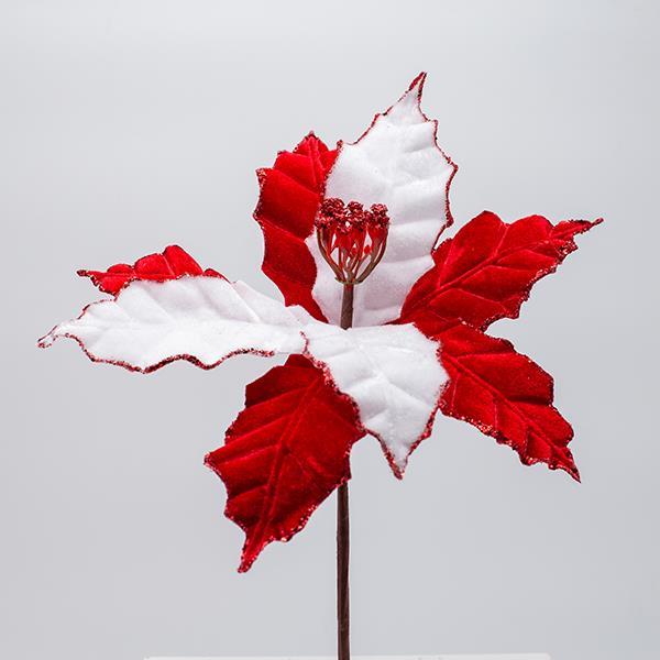 POINSETTIA DE CARAMELO, 27X20CM