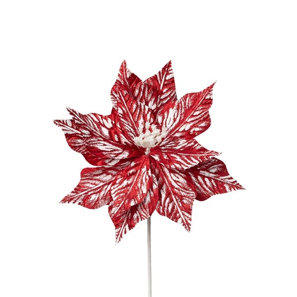 FLOR DE PASCUA, HELADO CARAMELO, 30X45CM